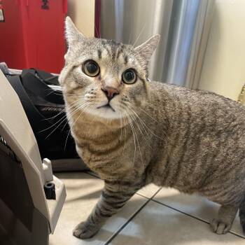 Mr. Kitty -  Domestic Short Hair Cat for Adoption in Pasadena, California - Mr. Kitty | PetCurious