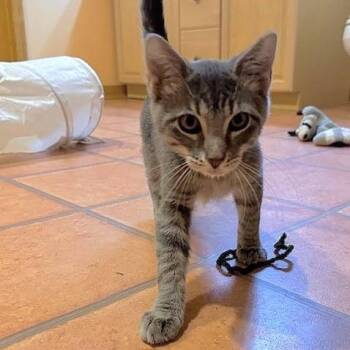 Rescue Tabby and Domestic Short Hair Cats for Adoption in Lombard, Illinois - Jonah | PetCurious
