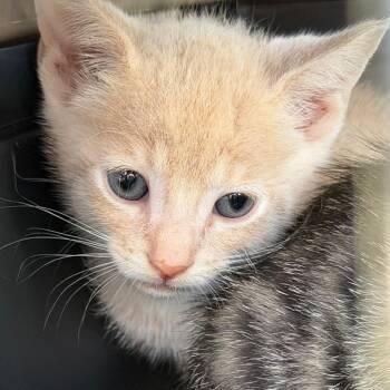 Fleece -  Domestic Short Hair Cat for Adoption in Gainesville, Florida - Fleece | PetCurious