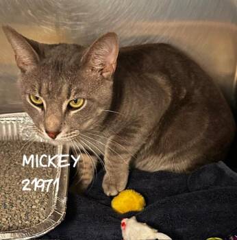 MICKEY -  Domestic Short Hair Cat for Adoption in Marietta, Georgia - MICKEY | PetCurious