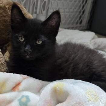 Domestic Medium Hair Cats Available for Adoption in Jupiter, Florida - Soy Sauce | PetCurious