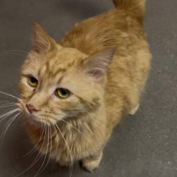 Bula -  Domestic Short Hair Cat for Adoption in Janesville, Wisconsin - Bula | PetCurious
