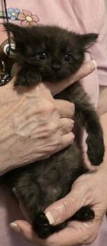 Domestic Long Hair Cats Available for Adoption in New Braunfels, Texas - Hermione | PetCurious