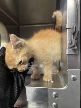 Domestic Short Hair Cats Available for Adoption in Stockton, California - CHANDLER | PetCurious