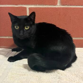 Evie -  Domestic Short Hair and Mixed Breed Cat for Adoption in Cabot, Arkansas - Evie | PetCurious