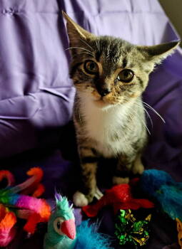 Rescue Domestic Short Hair Cats for Adoption in Jackson, Georgia - Aurelia | PetCurious