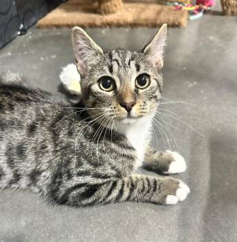 Rescue Domestic Short Hair Cats for Adoption in York, South Carolina - Twix | PetCurious