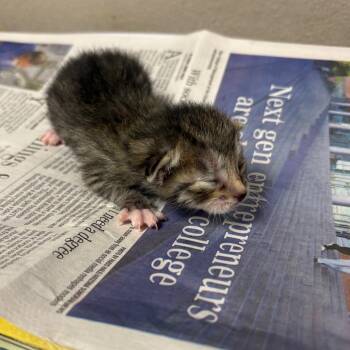 Domestic Short Hair Cats Available for Adoption - Carnegie | PetCurious