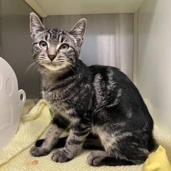Thames -  Domestic Short Hair Cat for Adoption in Fairport, New York - Thames | PetCurious