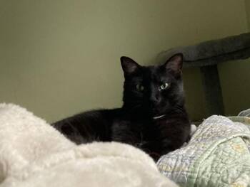 Rescue Domestic Short Hair Cats for Adoption in Ottawa, Ontario - Salsa | PetCurious
