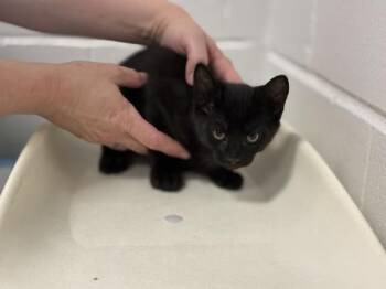 WINTER -  Domestic Short Hair Cat for Adoption in Pensacola, Florida - WINTER | PetCurious