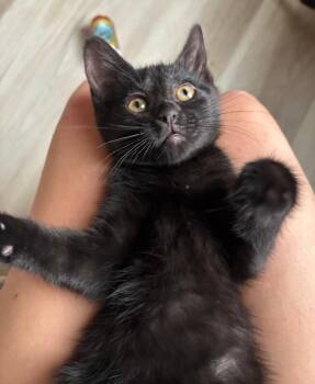 La Folie -  Domestic Medium Hair Cat for Adoption in Fort Collins, Colorado - La Folie | PetCurious