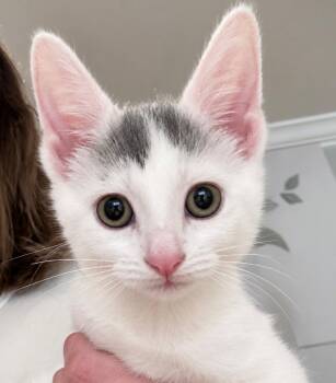 Stamford Baby: Westover -  Domestic Short Hair Cat for Adoption - Stamford Baby: Westover | PetCurious