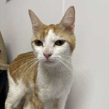 Quizno -  Domestic Short Hair Cat for Adoption in Hattiesburg, Mississippi - Quizno | PetCurious