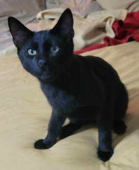 Rescue American Shorthair Cats for Adoption in Locust Grove, Georgia - Jezzy - CP | PetCurious