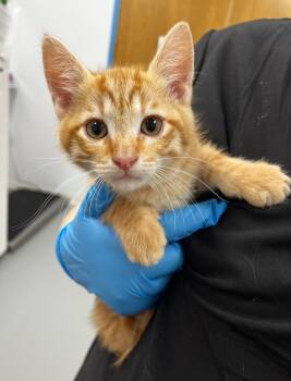 Domestic Short Hair Cats Available for Adoption in Hartsville, South Carolina - Scrappy | PetCurious