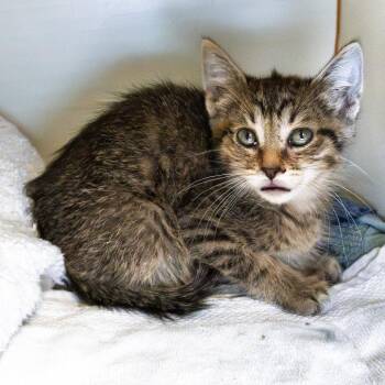 Puffy -  Domestic Short Hair Cat for Adoption in South Elgin, Illinois - Puffy | PetCurious