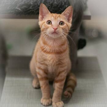 Kova -  Domestic Short Hair Cat for Adoption in St. Augustine, Florida - Kova | PetCurious