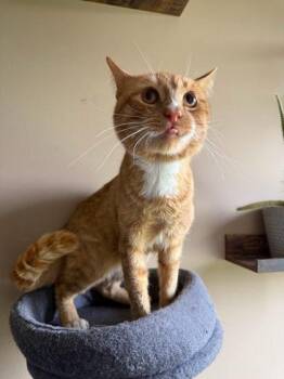 Gritty -  Domestic Short Hair Cat for Adoption in Berwick, Pennsylvania - Gritty | PetCurious