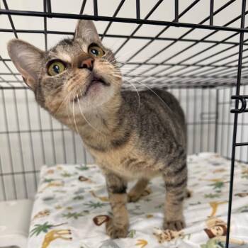 Lilly -  Domestic Short Hair Cat for Adoption in Houston, Texas - Lilly | PetCurious
