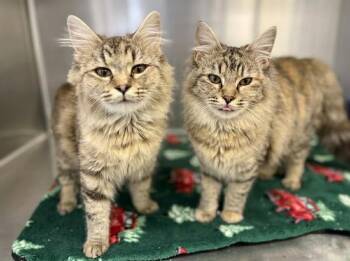 Domestic Medium Hair Cats Available for Adoption - W TEEN 1 | PetCurious