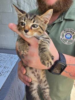 Kitten 3 (Sims) -  Domestic Short Hair Cat for Adoption in Camden, Tennessee - Kitten 3 (Sims) | PetCurious