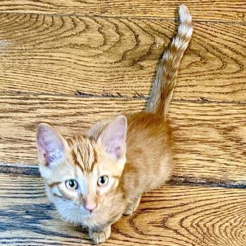 Rescue Domestic Short Hair Cats for Adoption in Kansas City, Missouri - Bonfire | PetCurious