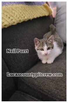 Rescue American Shorthair and Tabby Cats for Adoption in Toledo, Ohio - Neil Purrt | PetCurious
