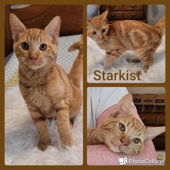 Rescue Tabby and Domestic Short Hair Cats for Adoption in Fort Worth, Texas - Sunkist | PetCurious