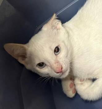 Burger -  Domestic Short Hair Cat for Adoption in Honolulu, Hawaii - Burger | PetCurious