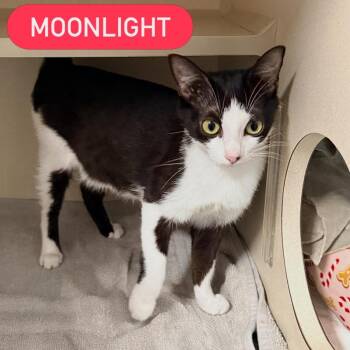MOONLIGHT -  Domestic Short Hair Cat for Adoption in Pegram, Tennessee - MOONLIGHT | PetCurious