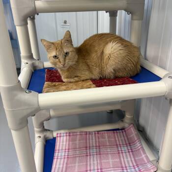Sunshine -  American Shorthair Cat for Adoption in Big Rapids, Michigan - Sunshine | PetCurious
