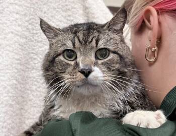 Domestic Short Hair Cats Available for Adoption in Columbus, Indiana - Boots | PetCurious