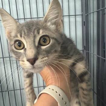 Roy (26-5927) -  Domestic Short Hair Cat for Adoption in Fort Smith, Arkansas - Roy (26-5927) | PetCurious