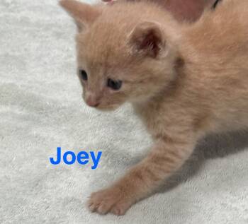 Rescue Domestic Short Hair Cats for Adoption in Saint Francisville, Louisiana - Joey | PetCurious