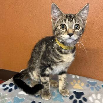 Irene -  Domestic Short Hair Cat for Adoption in Rochester, Minnesota - Irene | PetCurious