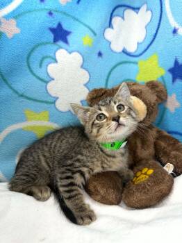 Emilio -  Tabby Cat for Adoption in Tavares, Florida - Emilio | PetCurious