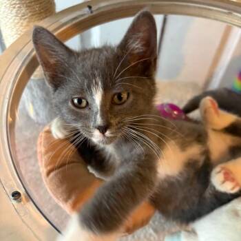 Jazz -  Domestic Short Hair Cat for Adoption in Sunrise, Florida - Jazz | PetCurious