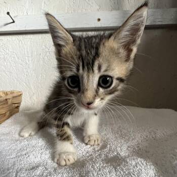 Dumplin A26-170 -  Domestic Medium Hair Cat for Adoption in Santa Rosa Beach, Florida - Dumplin A26-170 | PetCurious