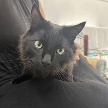 Slick -  Domestic Long Hair Cat for Adoption in Bedford, New Hampshire - Slick | PetCurious