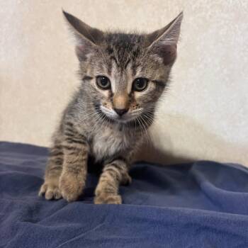 Catfish -  Domestic Short Hair Cat for Adoption in Belleville, Illinois - Catfish | PetCurious