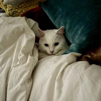 Mavis -  Domestic Medium Hair Cat Available for Adoption in Dallas, Texas - Mavis | PetCurious