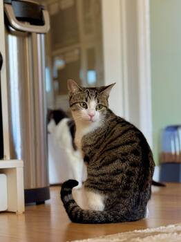 Rescue Domestic Short Hair Cats for Adoption in Ramsey, New Jersey - Ellie | PetCurious