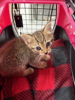 Domestic Short Hair Cats Available for Adoption in Rosenberg, Texas - CASEY | PetCurious