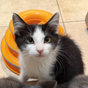 Mimi -  Domestic Short Hair Cat for Adoption in East Hanover, New Jersey - Mimi | PetCurious