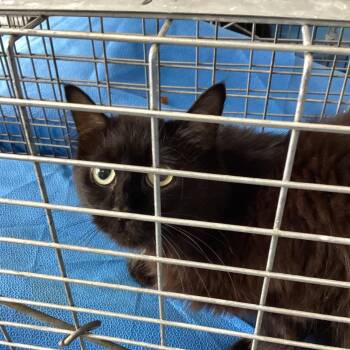 Shadow -  Domestic Short Hair Cat for Adoption in Montgomery, Alabama - Shadow | PetCurious