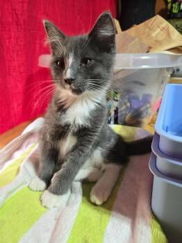 Archie -  Domestic Short Hair Cat for Adoption in Sioux Falls, South Dakota - Archie | PetCurious