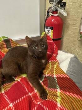 Domestic Short Hair and Havana Cats Available for Adoption - Meowth | PetCurious