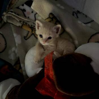 Domestic Short Hair Cats Available for Adoption in Corpus Christi, Texas - Atropos | PetCurious