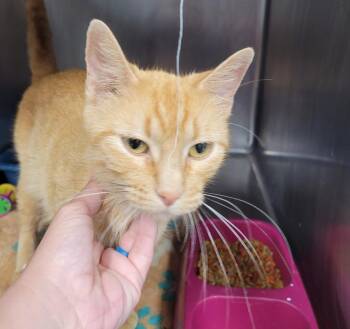 Shawna -  Domestic Short Hair Cat for Adoption in Hopkinsville, Kentucky - Shawna | PetCurious